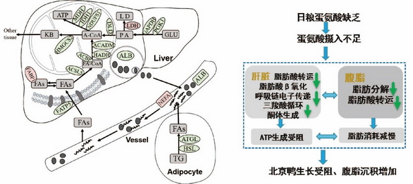 氨基酸调控-所网.jpg