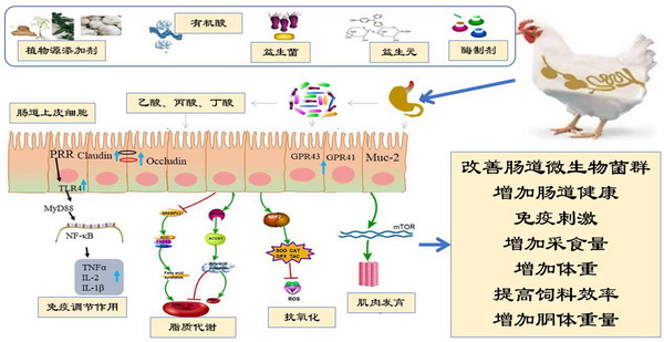 饲料添加剂替代-所网正文.jpg