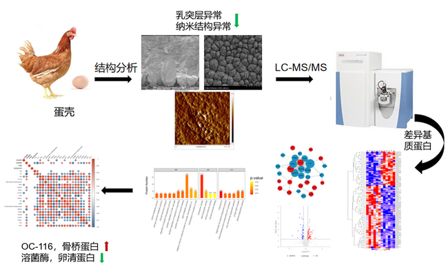 蛋壳基质蛋白-所网正文.png