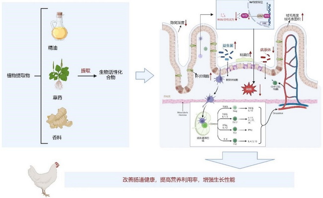 植物提取物-所网.jpg