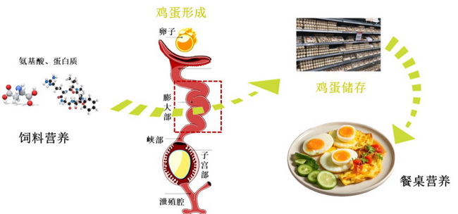 07 蛋清品质07.jpg