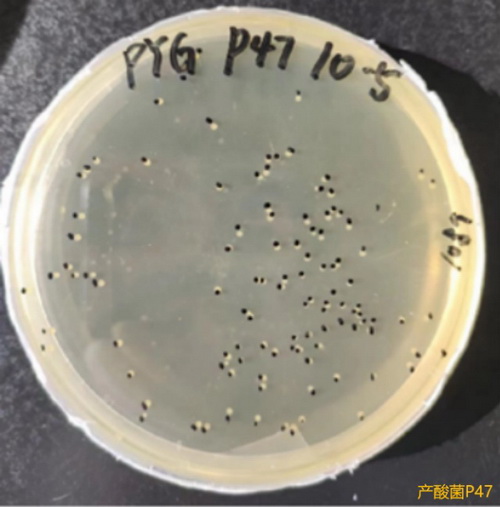 25 牛源消化道微生物.jpg
