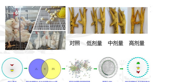 41 植物提取物.jpg