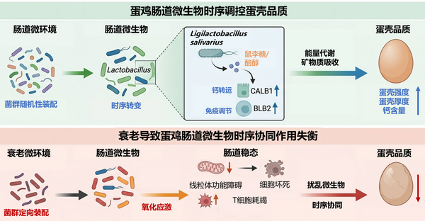 蛋鸡肠道微生物-所网.png