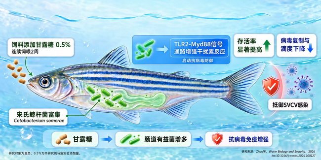 甘露糖-所网.jpg